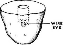 Potato Mold